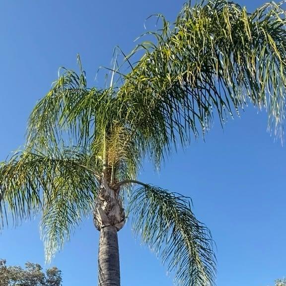 Genuine Green Care Landscaping — project photo 5