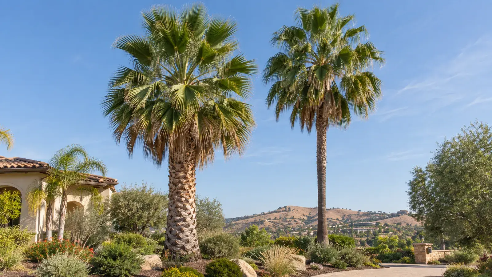 Two fan palms with broad crowns and contrasting thick and slender trunks.