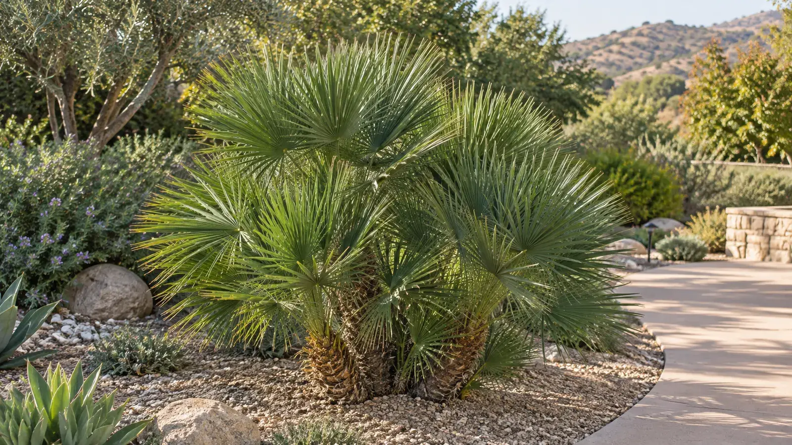 Clumping Mediterranean fan palm with short trunks and compact fan-shaped leaves.