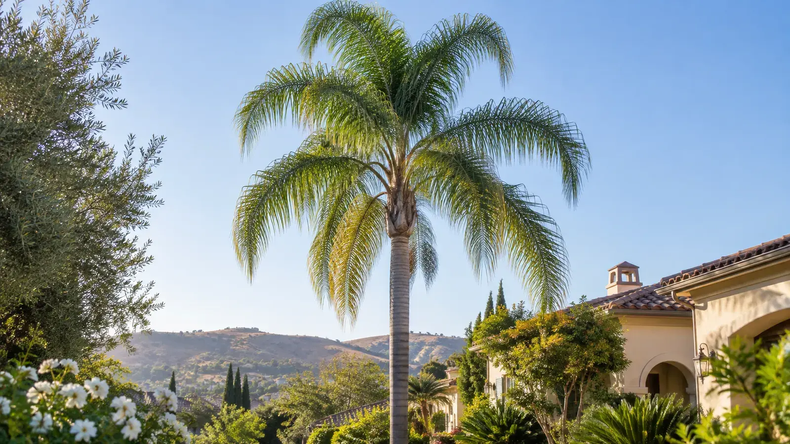 Queen palm with arching feather-shaped fronds and a yellowing lower leaf.